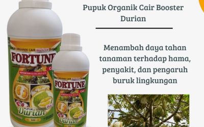 AMPUH, 0812-2882-4834, Produsen Pupuk Durian Cepat Berbuah Badung, Grosir Pupuk Durian Musang King Mangupura, Grosir Pupuk Durian Musang King Mangupura