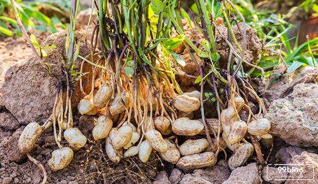 BERKAH, 0812-2882-4834, Toko Pupuk Khusus Kacang Tanah, Produsen Pupuk Untuk Kacang Tanah, Pabrik Pupuk Organik Kacang Tanah