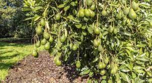 Promo, 0812-2882-4384, Agen Pupuk Alpukat Masa Vegetatif Brebes, Distributor Pupuk Alpukat Cepat Besar Cilacap, Harga Pupuk Alpukat Agar Tidak Rontok Semarang