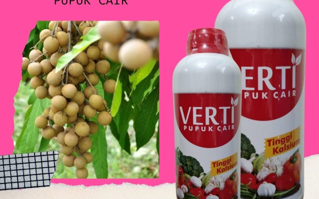 Agen Pupuk Pembesar Buah Kelengkeng Semarang, Distributor Pupuk Pelebat Buah Kelengkeng Brebes, Harga Pupuk Cair Perangsang Buah Kelengkeng Cilacap