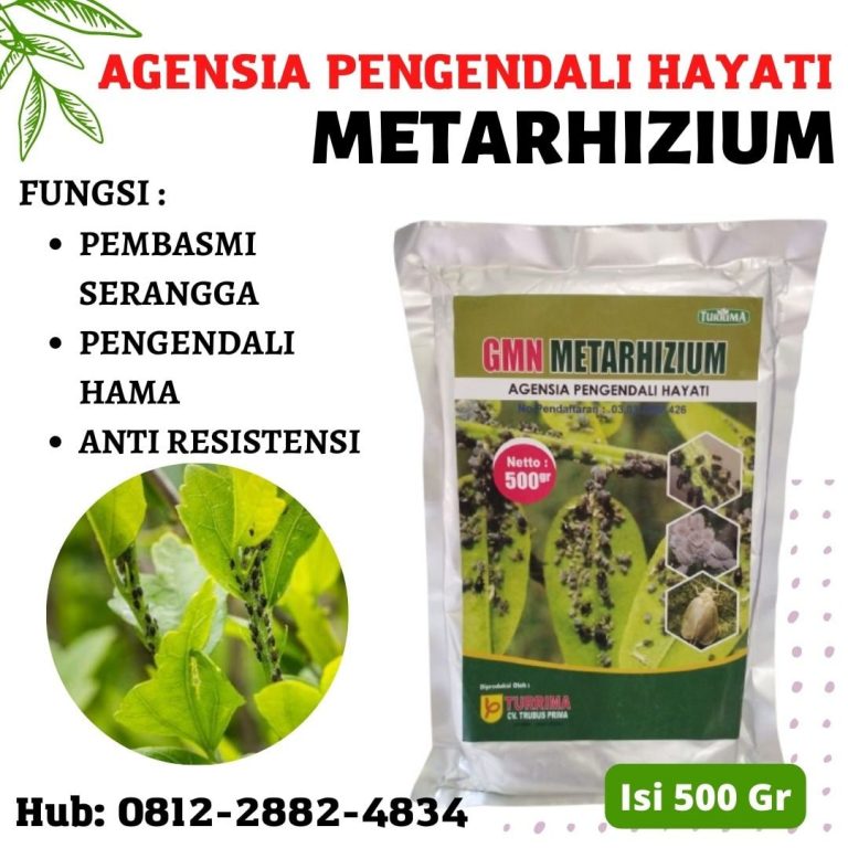 TERBUKTI, 0812-2882-4834, Supplier GMN Metarhizium Pengendalian Hama Apogonia Tanggamus, Suplier Pengendalian Hama Anggur Kota Agung, Pusat Pengendalian Hama Aglaonema Lampung Timur