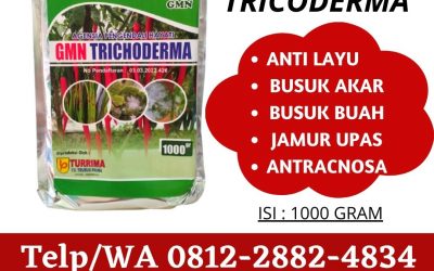 HUB, 0812-2882-4834, Supplier Trichoderma Untuk Layu Cabe Pasaman, Suplier Trichoderma Untuk Layu Cabai Lubuk Sikaping, Pusat Trichoderma Untuk Layu Cengkeh Kepulauan Mentawai