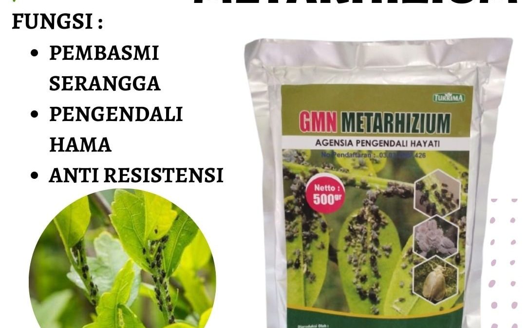 Supplier Pengendalian Hama Apogonia Tanggamus, Suplier Pengendalian Hama Anggur Kota Agung, Pusat Pengendalian Hama Aglaonema Lampung Timur, Distributor Pengendalian Hama Ulat Api Sukadana, Produsen Pengendalian Hama Budidaya Tebu Way Kanan, Pabrik Pengendalian Hama Bawang Merah Blambangan Umpu, Agen Pengendalian Hama Coklat Pesawaran, Harga Pengendalian Hama Cabai Gedong Tataan, Supplier Metarizium Lampung Selatan, Suplier Metarhizium Anisopliae Kalianda