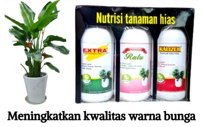 HUB, 0812-2882-4834, Distributor Pupuk Pelebat Daun Tanaman Hias Purwokerto, Produsen Pupuk Perangsang Daun Tanaman Hias Batang, Pabrik Pupuk Untuk Akar Dan Daun Tanaman Hias Blora