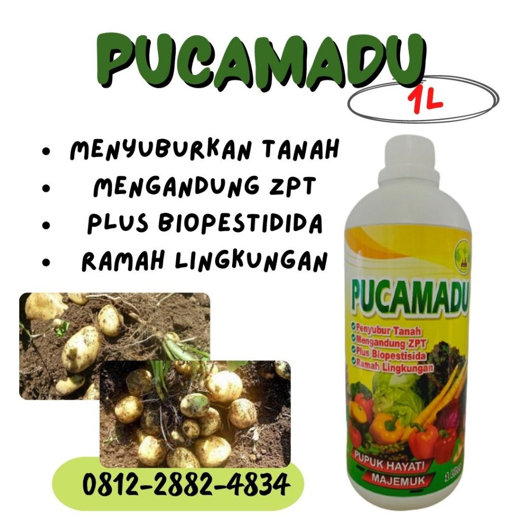  Distributor Pupuk Umbi Kentang Tapanuli Utara, Produsen Obat Kentang Tarutung, Pabrik Obat Kentang Busuk Daun Tapanuli Selatan