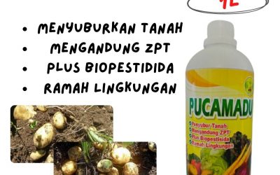 WA, 0812-2882-4834, Distributor Pupuk Umbi Kentang Tapanuli Utara, Produsen Obat Kentang Tarutung, Pabrik Obat Kentang Busuk Daun Tapanuli Selatan