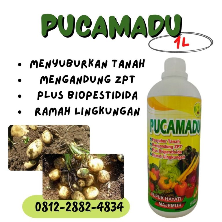WA, 0812-2882-4834, Distributor Pupuk Umbi Kentang Tapanuli Utara, Produsen Obat Kentang Tarutung, Pabrik Obat Kentang Busuk Daun Tapanuli Selatan