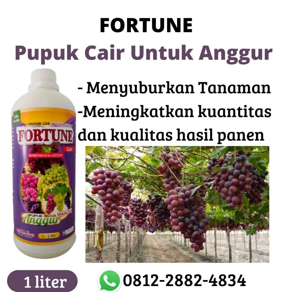 GROSIR Pupuk Anggur Cair Rontok di Cilegon, PRODUSEN Pupuk Anggur Cair Setelah Pruning di Serang, DISTRIBUTOR Pupuk Anggur Cair Saat Berbunga di Tangerang, TOKO Pupuk Anggur Cair Vegetatif di Tangerang Selatan, AGEN Pupuk Anggur Cair Vegetatif Untuk di Serang, PUSAT Pupuk Perangsang Anggur di Lebak, JUAL Pupuk Perangsang Buah Anggur di Rangkasbitung, DISTRIBUTOR Pupuk Anggur Cair Fase Vegetatif di Serang, TOKO Pupuk Anggur Cair Generatif di Lebak, AGEN Pupuk Anggur Cair Ga3 di Rangkasbitung