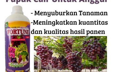 TERLARIS! WA 0812-2882-4834 GROSIR Pupuk Anggur Cair Rontok di Cilegon, PRODUSEN Pupuk Anggur Cair Setelah Pruning di Serang, DISTRIBUTOR Pupuk Anggur Cair Saat Berbunga di Tangerang