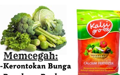 TERLARIS! WA 0812-2882-4834 GROSIR Pupuk Kalsium Super di Gunungsitoli, PRODUSEN Pupuk Kalsium Plus Boron di Langkat, DISTRIBUTOR Pupuk Super Kalsium Terbaik Untuk Tanaman di Stabat