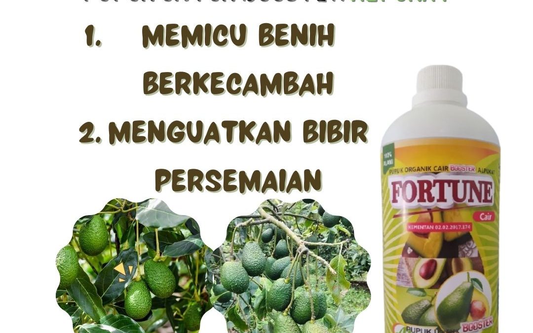 TERPERCAYA, 0812-2882-4834, Grosir Pupuk Alpukat Kendil Jember, Jual Booster Buah Alpukat Jombang