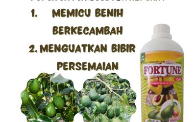 TERPERCAYA, 0812-2882-4834, Grosir Pupuk Alpukat Kendil Jember, Jual Booster Buah Alpukat Jombang