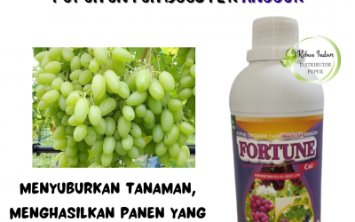 TERMURAH, 0812-2882-4834, Grosir Pupuk Bibit Anggur Fase Vegetatif Ciamis, Supplier Pupuk Alpukat Cair Caruban, Supplier Pupuk Untuk Tanaman Buah Anggur Cirebon
