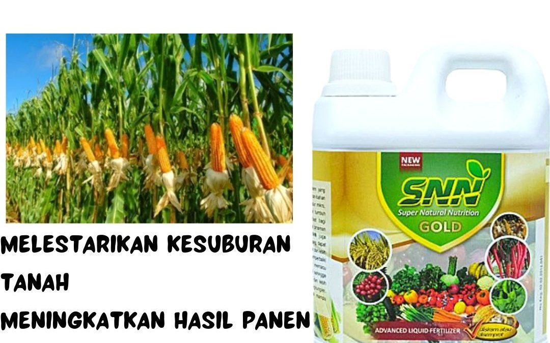 PUSAT, 0812-2882-4834, Grosir Pupuk Untuk Tanaman Jagung Tulang Bawang, Supplier Pupuk Alpukat Cair Caruban, Supplier Pupuk Cair Pembesar Buah Jagung Tanggamus