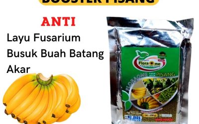 AMPUH, 0812-2882-4834, Harga Pupuk Pisang Raja Tumbang Titi, Grosir Pupuk Pohon Pisang Agar Cepat Berbuah Sintang, Jual Pupuk Untuk Pisang Ambon Meliau