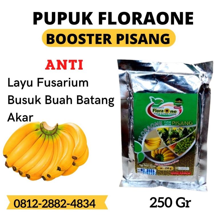 AMPUH, 0812-2882-4834, Harga Pupuk Pisang Raja Tumbang Titi, Grosir Pupuk Pohon Pisang Agar Cepat Berbuah Sintang, Jual Pupuk Untuk Pisang Ambon Meliau