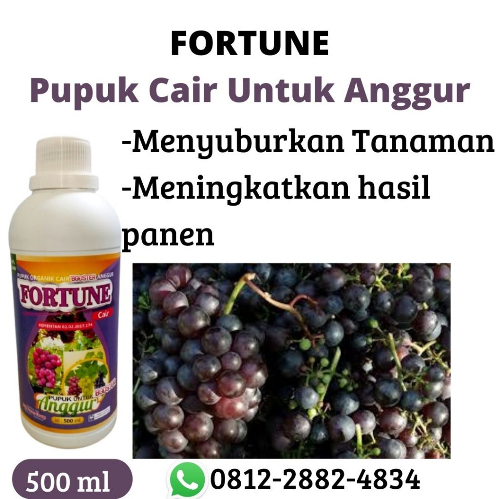 PABRIK Pupuk Bibit Anggur Hitam di Kotabumi, HARGA Pupuk Bibit Anggur Hijau Manis di Lampung Barat, SUPPLIER Pupuk Bibit Anggur Jupiter di Liwa, GROSIR Pupuk Bibit Anggur Merah di Tulang Bawang, PRODUSEN Pupuk Bibit Anggur Masa Vegetatif di Menggala, DISTRIBUTOR Pupuk Bibit Anggur Ninel di Tanggamus, TOKO Pupuk Organik Cair Untuk Tanaman Anggur di Kota Agung, AGEN Pupuk Pohon Anggur Agar Cepat Berbuah di Lampung Timur, PUSAT Pupuk Alami Tanaman Anggur di Sukadana, JUAL Pupuk Untuk Pohon Anggur Brazil di Way Kanan