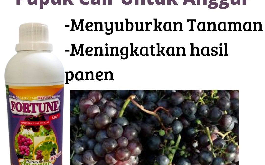TERBARU! WA 0812-2882-4834 PABRIK Pupuk Bibit Anggur Hitam di Kotabumi, HARGA Pupuk Bibit Anggur Hijau Manis di Lampung Barat, SUPPLIER Pupuk Bibit Anggur Jupiter di Liwa