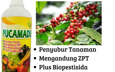 ALAMI! WA 0812-2882-4834 PUSAT pupuk kopi cepat berbuah di Curup, JUAL pupuk kopi baru tanam di Bengkulu Utara, PABRIK pupuk buah kopi di Arga Makmur
