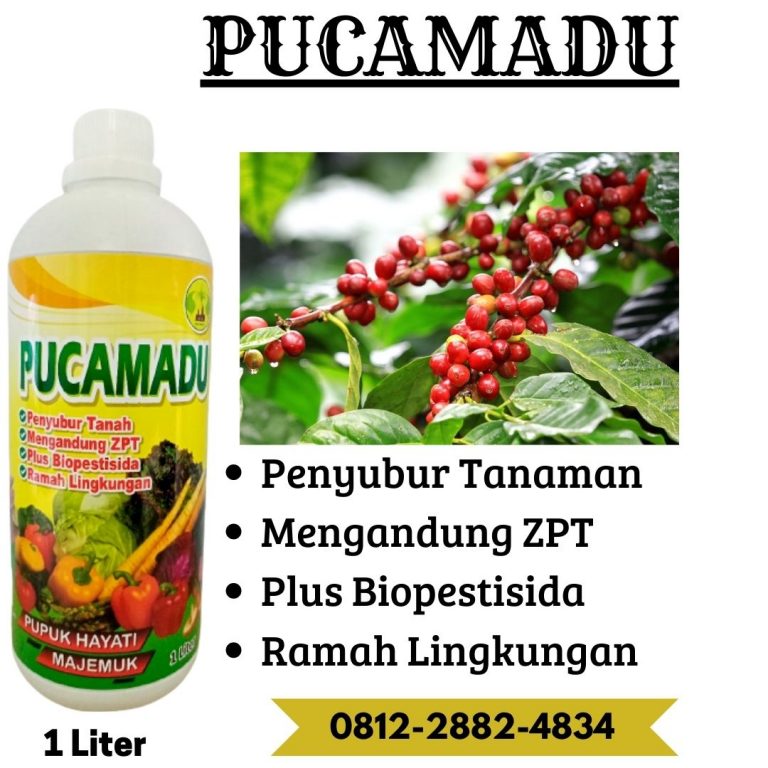 ALAMI! WA 0812-2882-4834 PUSAT pupuk kopi cepat berbuah di Curup, JUAL pupuk kopi baru tanam di Bengkulu Utara, PABRIK pupuk buah kopi di Arga Makmur