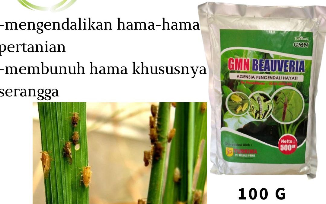 PUSAT, 0812-2882-4834, Pusat Agensia Hayati Insektisida Untuk Jagung Meulaboh, Distributor GMN Beauveria Insektisida Untuk Aphids Aceh Barat Daya, Produsen Beauveria Insektisida Untuk Akar Blangpidie