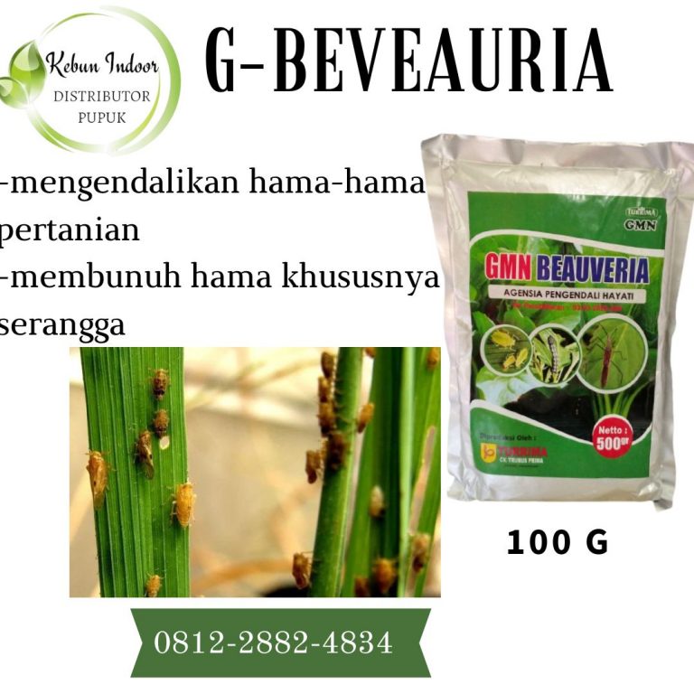 PUSAT, 0812-2882-4834, Pusat Agensia Hayati Insektisida Untuk Jagung Meulaboh, Distributor GMN Beauveria Insektisida Untuk Aphids Aceh Barat Daya, Produsen Beauveria Insektisida Untuk Akar Blangpidie