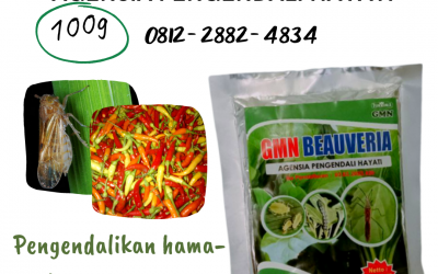 TELP, 0812-2882-4834, Pusat Obat Pengendali Hama Wereng Kota Blitar, Distributor Obat Pengendali Hama Ulat Kota Kediri, Produsen Obat Pengendali Hama Cabe Kota Madiun