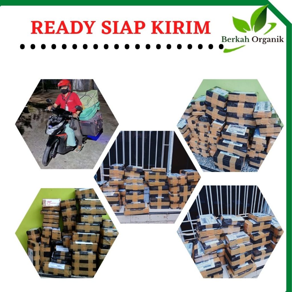 Pusat Pupuk Jahe Agar Berbuah Lebat Painan, Distributor Pupuk Alami Untuk Jahe Solok, Produsen Pupuk Untuk Budidaya Jahe Arosuka