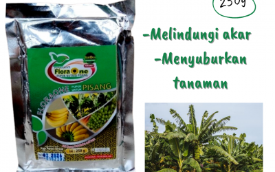 TELP, 0812-2882-4834, Pusat Pupuk Pisang Agar Berbuah Besar Pemangkat, Distributor Pupuk Pisang Agar Buah Besar Mempawah, Produsen Pupuk Pisang Ambon Sungai Kunyit