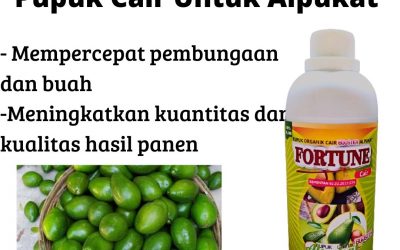 SUPPLIER, 0812-2882-4834, Grosir Pupuk Khusus Alpukat Booster Cilacap, Grosir Pupuk Alpukat Cair Berbunga Pasuruan, Supplier Pupuk Khusus Alpukat Cepat Besar