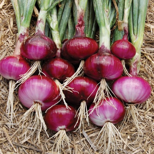 Supplier Obat Bawang Merah Yogyakarta, Suplier Obat Bawang Merah Kerdil Bantul, Pusat Obat Bawang Merah Daun Kuning Gunungkidul, Distributor Pupuk Bawang Merah Wonosari, Produsen Pupuk Awal Bawang Merah Kulon Progo, Pabrik Pupuk Alami Untuk Bawang Merah Wates, Agen Pupuk Pembesar Buah Bawang Merah Sleman, Harga Pupuk Cair Bawang Merah Kota Yogyakarta, Grosir Pupuk Bawang Merah Dimusim Hujan Yogyakarta, Jual Pupuk Bawang Merah Di Musim Kemarau Bantul