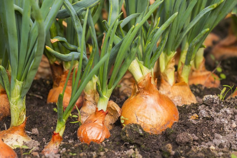 Supplier Pupuk Bawang Bombay Banten, Suplier Pupuk Bawang Bombai Serang, Pusat Pupuk Umbi Bombay Merah Lebak, Distributor Pupuk Agar Bawang Bombay Besar Rangkasbitung, Produsen Pupuk Pembesar Buah Bawang Bombay Pandeglang, Pabrik Pupuk Bawang Daun Musim Hujan Pandeglang, Agen Pupuk Generatif Bawang Bombay Serang, Harga Pupuk Bawang Musim Hujan Ciruas, Grosir Pupuk Organik Bawang Tangerang, Jual Pupuk Pembesar Bawang Bombay Tigaraksa