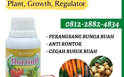 TELP, 0812-2882-4834, Supplier Pupuk Bawang Putih Padang, Suplier Pupuk Untuk Bawang Putih Pesisir Selatan, Pusat Pupuk Organik Bawang Putih Painan