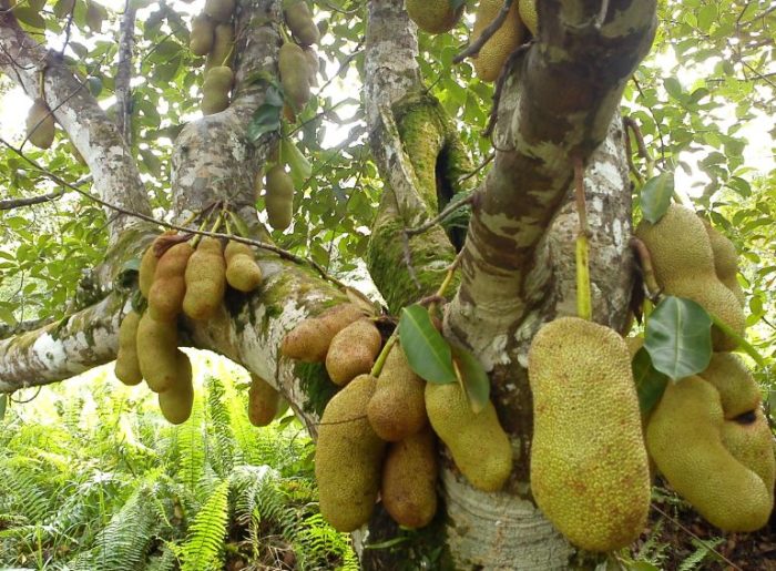 Supplier Pupuk Buah Cempedak Samarinda, Suplier Pupuk Buah Cempedak Biar Cepat Berbuah Paser, Pusat Pupuk Buah Cempedak Agar Cepat Berbuah Tana Paser, Distributor Pupuk Buah Cempedak Agar Berbuah Lebat Kutai Kartanegara, Produsen Pupuk Buah Cempedak Agar Cepat Berbuah Tenggarong, Pabrik Pupuk Buah Cempedak Supaya Manis Berau, Agen Pupuk Perangsang Buah Cempedak Tanjung Redeb, Harga Pupuk Agar Buah Cempedak Tidak Rontok Kutai Barat, Grosir Pupuk Pembesar Buah Cempedak Sendawar, Jual Pupuk Buah Booster Khusus Cempedak Kutai Timur