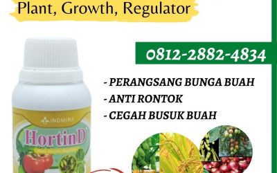 HUB, 0812-2882-4834, Supplier Pupuk Gambas Kediri, Suplier Pupuk Gambas Agar Berbuah Lebat Ngasem, Pusat Pupuk Untuk Tanaman Gambas Lamongan