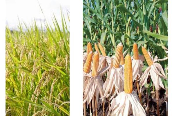 Supplier Pupuk Jagung Lampung Selatan, Suplier Pupuk Jagung Agar Berbuah Besar Kalianda, Pusat Pupuk Jagung Agar Buahnya Besar Lampung Tengah, Distributor Pupuk Agar Jagung Berbobot Gunung Sugih, Produsen Pupuk Agar Buah Jagung Besar Lampung Utara, Pabrik Pupuk Jagung Biar Buahnya Besar Kotabumi, Agen Pupuk Pemberat Buah Jagung Lampung Barat, Harga Pupuk Buah Jagung Liwa, Grosir Pupuk Cair Jagung Hibrida Tulang Bawang, Jual Pupuk Generatif Jagung Menggala