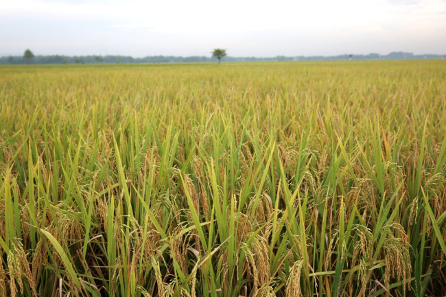 Supplier Pupuk Padi Banda Aceh, Suplier Pupuk Padi Agar Beranak Banyak Aceh Barat, Pusat Pupuk Padi Agar Hasil Melimpah Meulaboh, Distributor Pupuk Padi Agar Panen Melimpah Aceh Barat Daya, Produsen Pupuk Padi Awal Tanam Blangpidie, Pabrik Pupuk Agar Padi Berbobot Aceh Besar, Agen Pupuk Anakan Padi Kota Jantho, Harga Pupuk Padi Bunting Aceh Jaya, Grosir Pupuk Padi Baru Tanam Calang, Jual Pupuk Penguat Batang Padi Aceh Selatan