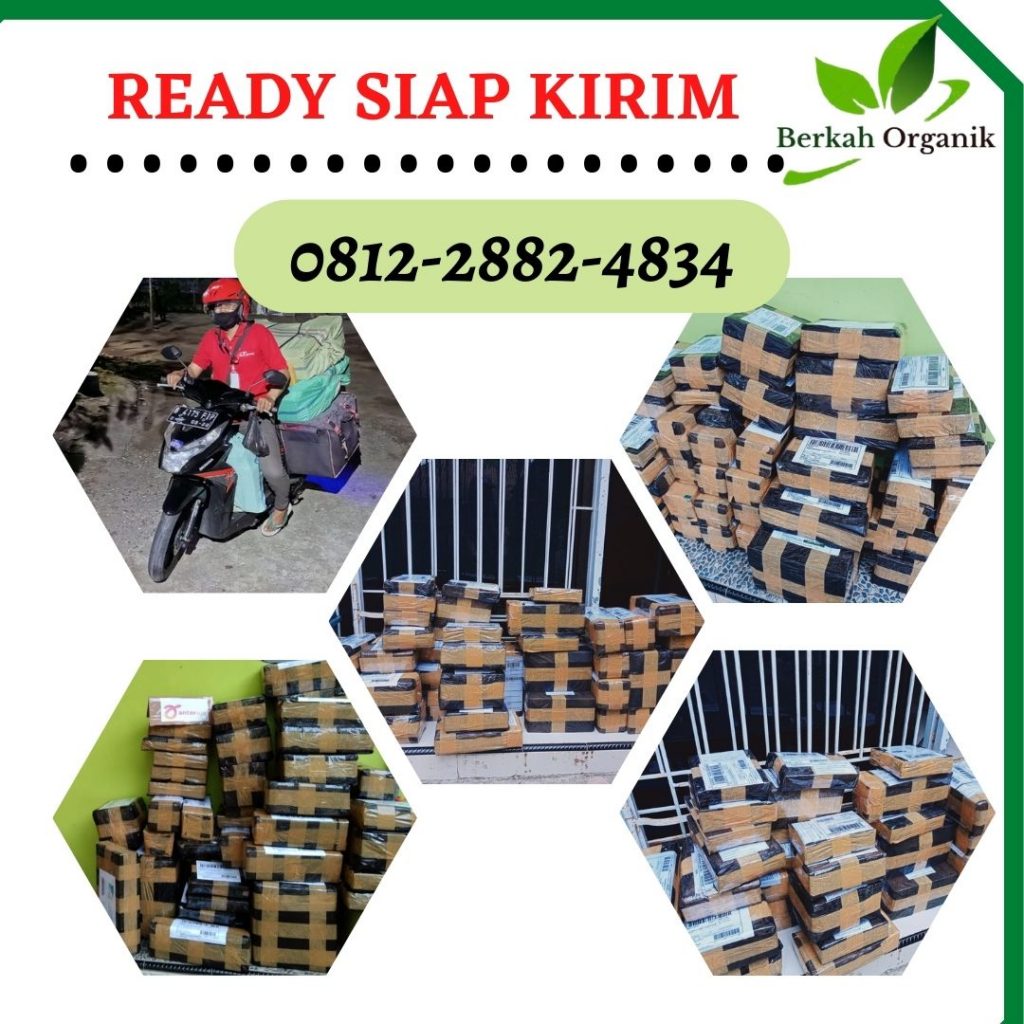 Supplier Pupuk Terong Semarang, Suplier Pupuk Terong Musim Hujan Banjarnegara, Pusat Pupuk Terong Agar Tidak Rontok Banyumas