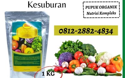 TERBUKTI, 0812-2882-4834, Supplier Pupuk Terong Semarang, Suplier Pupuk Terong Musim Hujan Banjarnegara, Pusat Pupuk Terong Agar Tidak Rontok Banyumas