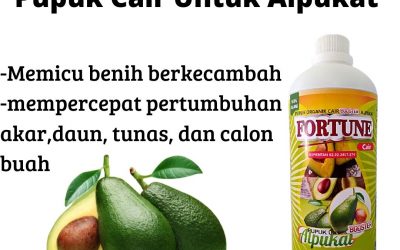 TERMURAH, 0812-2882-4834, Supplier Booster Buah Alpukat Aligator Kediri, Suplier Pupuk Buah Alpukat Ngasem, Pusat Pupuk Buah Alpukat Agar Cepat Berbuah Lamongan