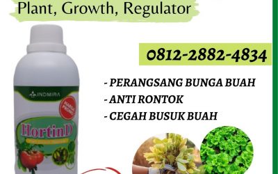 WA, 0812-2882-4834, Supplier Pupuk Kacang Padang Aro, Suplier Pupuk Kacang Tanah Pasaman Barat, Pusat Pupuk Kacang Panjang Agar Subur Simpang Ampek