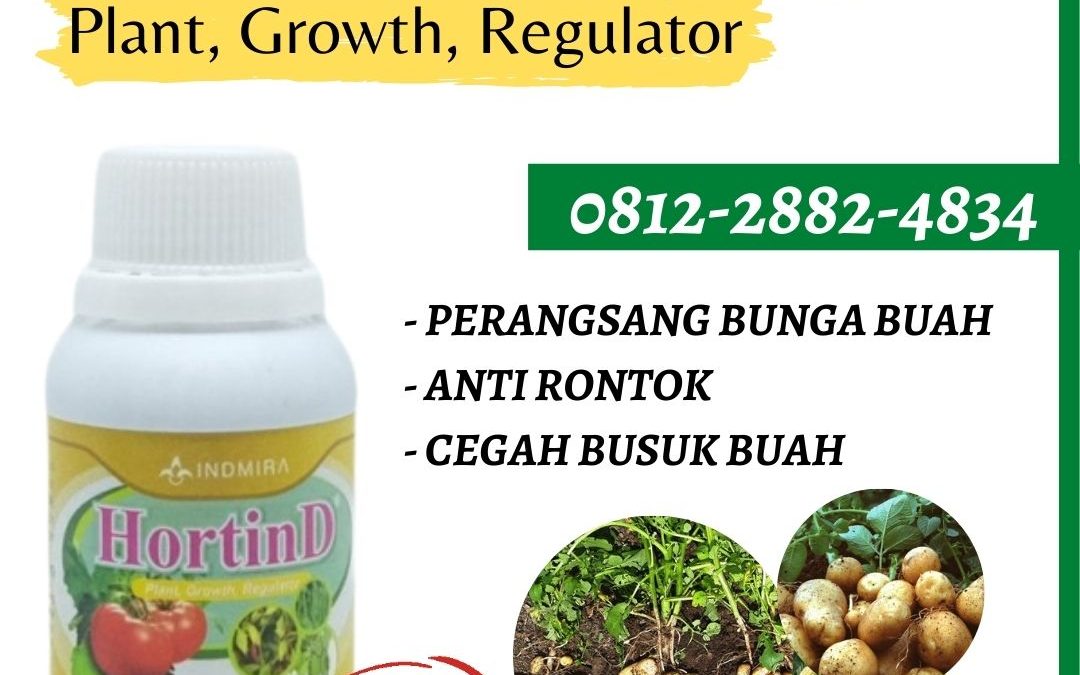 PUSAT, 0812-2882-4834, Supplier Pupuk Kentang Medan, Suplier Pupuk Kentang Musim Hujan Tapanuli Tengah, Pusat Pupuk Kentang Musim Kemarau Pandan