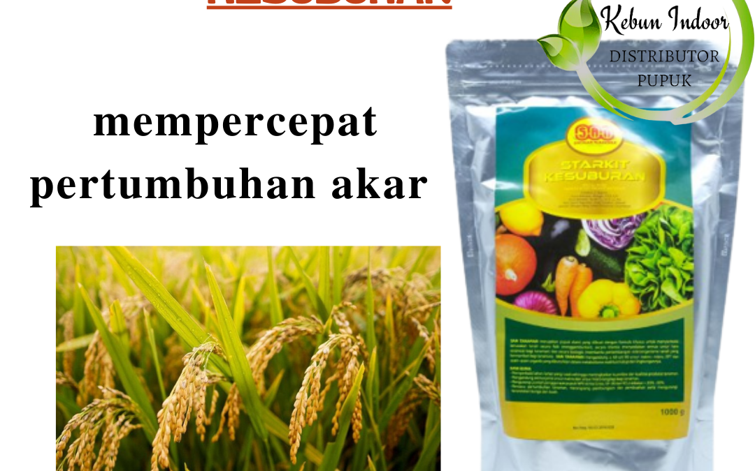 Supplier Pupuk Padi Banda Aceh, Suplier Pupuk Padi Agar Beranak Banyak Aceh Barat, Pusat Pupuk Padi Agar Hasil Melimpah Meulaboh, Distributor Pupuk Padi Agar Panen Melimpah Aceh Barat Daya, Produsen Pupuk Padi Awal Tanam Blangpidie, Pabrik Pupuk Agar Padi Berbobot Aceh Besar, Agen Pupuk Anakan Padi Kota Jantho, Harga Pupuk Padi Bunting Aceh Jaya, Grosir Pupuk Padi Baru Tanam Calang, Jual Pupuk Penguat Batang Padi Aceh Selatan