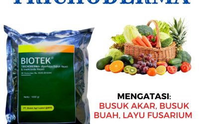 ORGANIK ! 0812-2882-4834 Distributor Pupuk Trichoderma Sp di Wonosari, Produsen Pupuk Akar Trichoderma di Kulon Progo, Pabrik Trichoderma Obat Busuk Akar di Wates