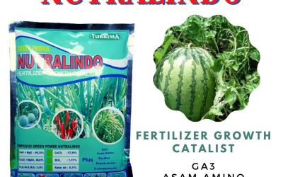 ORGANIK ! 0812-2882-4834 Distributor pupuk agar semangka berbuah besar di Purwokerto, Produsen pupuk alami semangka di Batang, Pabrik pupuk agar buah semangka besar di Blora