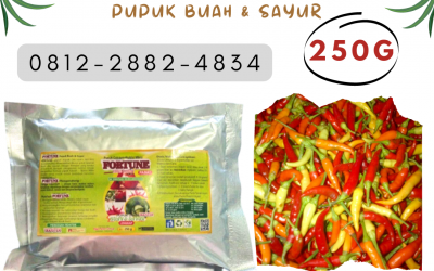 ORGANIK ! 0812-2882-4834 Distributor pupuk cabe terbaik di Solok, Produsen pupuk cabe saat berbunga di Arosuka, Pabrik pupuk cabe saat berbunga dan berbuah di Sijunjung