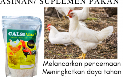 ORGANIK ! 0812-2882-4834 Grosir Suplemen Ayam Aduan Di Blitar, Jual Suplemen Ayam Bangkok Di Kanigoro, Supplier Suplemen Untuk Ayam Aduan Di Bojonegoro