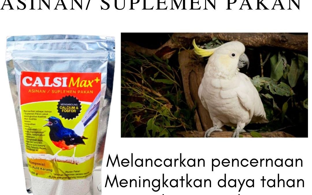 ORGANIK ! 0812-2882-4834 Grosir Suplemen Pakan Burung Jalak Kebo Di Surabaya, Jual Suplemen Pakan Burung Jalak Putih Di Bangkalan, Supplier Suplemen Pakan Burung Jalak Nias Di Banyuwangi