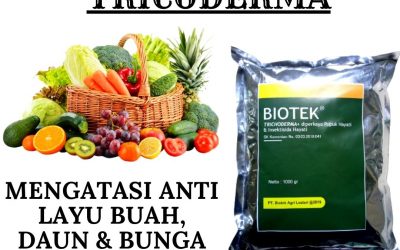 ORGANIK ! 0812-2882-4834 Grosir fungicida tricoderma Di Blitar, Jual pupuk busuk buah Di Kanigoro, Supplier pupuk anti busuk buah Di Bojonegoro
