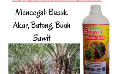 ORGANIK ! 0812-2882-4834 Grosir pupuk cair terbaik untuk sawit Di Indragiri Hulu, Jual pupuk cair pembesar buah sawit Di Rengat, Supplier pupuk cair kelapa sawit Di Bengkalis